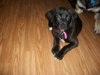 Iris - ADOPTED 03.29.12