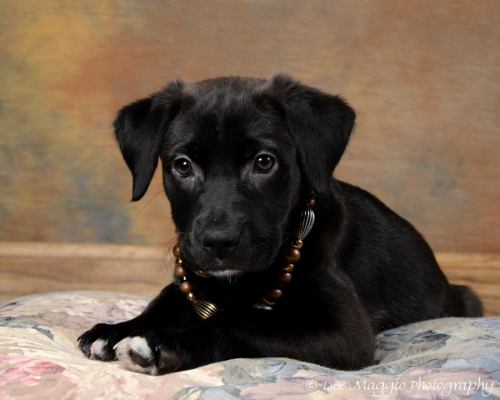 Iris - ADOPTED 03.29.12