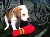 Me Litter-Foofa - ADOPTED 03.26.12
