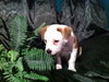 Me Litter-Foofa - ADOPTED 03.26.12