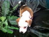Me Litter-Foofa - ADOPTED 03.26.12