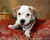Me Litter-Foofa - ADOPTED 03.26.12