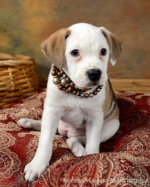 Me Litter-Foofa - ADOPTED 03.26.12