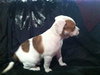 Mimi - Me Litter - ADOPTED 03.23.19