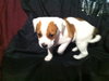 Mimi - Me Litter - ADOPTED 03.23.19