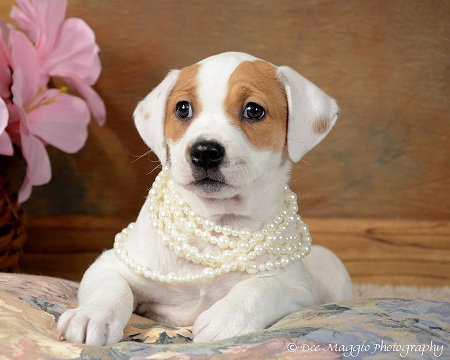 Mimi - Me Litter - ADOPTED 03.23.19