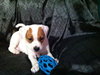 Mimi - Me Litter - ADOPTED 03.23.19