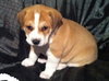 Me-Litter Gnomeo-ADOPTED-5.7.12