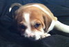 Me-Litter Gnomeo-ADOPTED-5.7.12