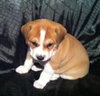 Me-Litter Gnomeo-ADOPTED-5.7.12