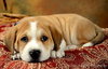 Me-Litter Gnomeo-ADOPTED-5.7.12