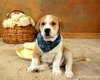 Me-Litter Gnomeo-ADOPTED-5.7.12