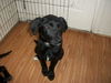 Ne Litter - Lacey - ADOPTED 04.14.12