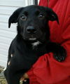 Ne Litter - Lacey - ADOPTED 04.14.12