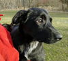 Ne Litter - Neuro - ADOPTED 04.14.12