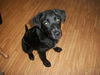 Ne Litter - Lilly Bell - ADOPTED 04.02.12