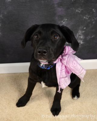 Ne Litter - Lilly Bell - ADOPTED 04.02.12