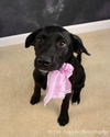 Ne Litter - Lilly Bell - ADOPTED 04.02.12