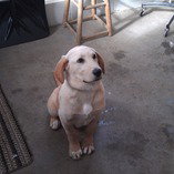 Spunky - ADOPTED 3.23.12