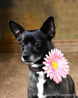 Drema-ADOPTED 09/07/12