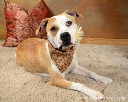 Asia-ADOPTED-4.22.12