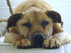Spink ADOPTED 09.25.12