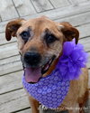 Spink ADOPTED 09.25.12