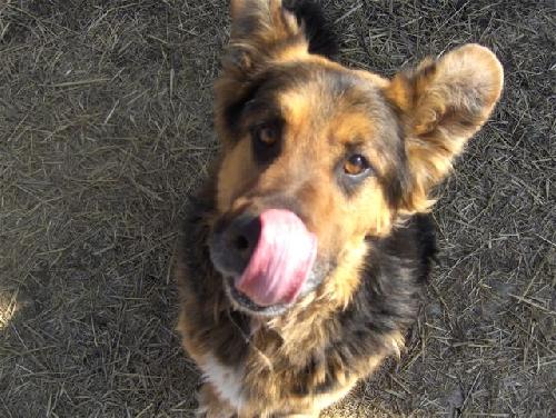 Moose-Sweet boy - ADOPTED 04.20.12
