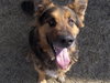 Moose-Sweet boy - ADOPTED 04.20.12