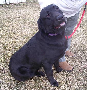 Quintin-DO YOU LOVE BIG LABS ?