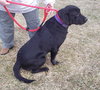 Quintin-DO YOU LOVE BIG LABS ?