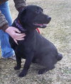 Quintin-DO YOU LOVE BIG LABS ?