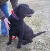 Quintin-DO YOU LOVE BIG LABS ?