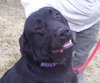 Quintin-DO YOU LOVE BIG LABS ?