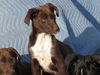 Pe Litter-Julia - ADOPTED 04.06.12