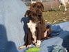 Pe Litter-Julia - ADOPTED 04.06.12