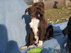 Pe Litter-Julia - ADOPTED 04.06.12