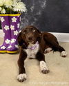 Pe Litter-Julia - ADOPTED 04.06.12