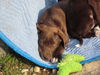 Pe Litter-Contessa - ADOPTED 03.17.12