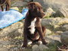 Pe Litter-Contessa - ADOPTED 03.17.12