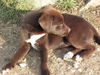 Pe Litter-Contessa - ADOPTED 03.17.12