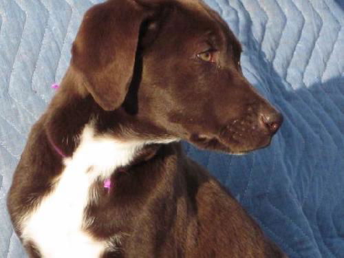 Pe Litter-Nigella - ADOPTED 3.17.12