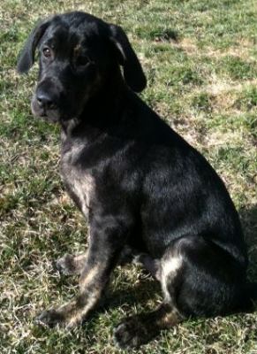 Deesel - ADOPTED 03.25.12