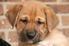 Qe Litter-Daphne - ADOPTED 4.2.12