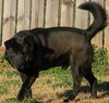 Miko-ADOPTED 03.23.13