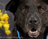 Miko-ADOPTED 03.23.13