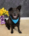 Miko-ADOPTED 03.23.13