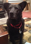 Miko-ADOPTED 03.23.13