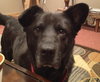 Miko-ADOPTED 03.23.13