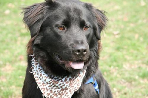 Sherlock - ADOPTED 05.18.12